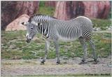 Toronto Zoo - Grevy's Zebra