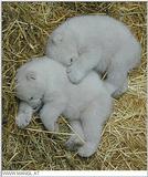 ice bears - Polar Bear cubs
