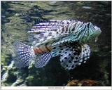 Lionfish (Rotfeuerfisch)