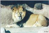 Toronto Zoo 0310 - Lion male