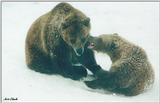 Toronto Zoo 0311 - Brown Bears