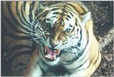 Toronto Zoo 0314a - Tiger
