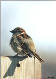 Toronto Zoo 0315a - Sparrow
