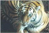 Toronto Zoo 0317 - Tiger