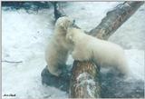 Toronto Zoo 0319a - Polar Bear cubs
