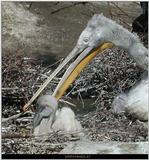 baby pelican