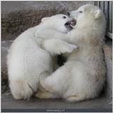 polar bear babies