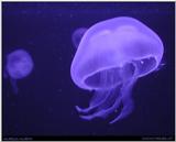 moon jelly -- common jellyfish, Aurelia aurita