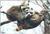 Toronto Zoo 0407 - Raccoons