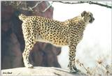 Toronto Zoo 0410 - Cheetah