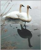 Toronto Zoo 0411 - Whistling Swans