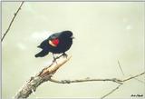 Toronto Zoo 0414a - Red-winged Blackbird