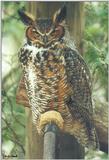Toronto Zoo 0417 - Great Horned Owl