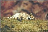 Toronto Zoo 0418 - Cheetah