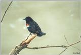 Toronto Zoo 0419 - Red-winged Blackbird