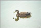 Toronto Zoo 0422 - Duck