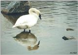 Toronto Zoo 0423 - Whistling Swan