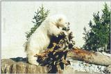 Toronto Zoo 0426 - Polar Bear cub