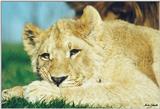 Toronto Zoo 0430  - Lion cub