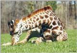 Toronto Zoo 0501 - Giraffe (Giraffa camelopardalis)