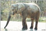 Toronto Zoo 0504 - Young Elephant