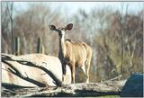 Toronto Zoo 0505 - Kudu