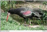 Waldrapp (Northern bald ibis)