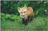 Edwards Gardens 0526 - Red Fox (Vulpes vulpes)