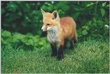 Edwards Gardens 0528 - Red Fox (Vulpes vulpes) pup