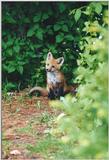 Edwards Gardens 0604 - Red Fox (Vulpes vulpes)