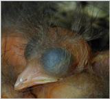 Common blackbird chick - amselkopf