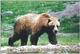 Toronto Zoo 0610 - Brown Bear
