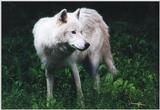 Toronto Zoo 0617 - Arctic Wolf