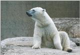 Toronto Zoo 0619 - Polar Bear
