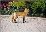 Edwards Gardens 0706 - Red Fox (Vulpes vulpes)