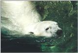 Toronto Zoo 0708 - Polar Bear swimming