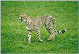 Toronto Zoo 080400 - Cheetah