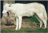 Toronto Zoo 080500 - Arctic Wolf