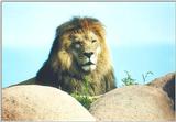 Toronto Zoo 080700 - Lion male