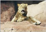 Toronto Zoo 081200 - Lion
