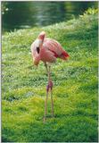 Toronto Zoo 0815 - Flamingo