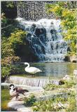 birds at Toronto Zoo - Canada Goose & Trumpeter Swan