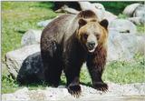 Brown Bear checking out tourists at Toronto Zoo. :-)