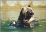 Toronto Zoo 0929 - Brown Bear