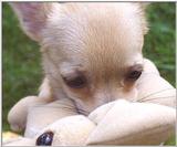 Chihuahua (2) (jpg)
