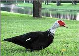 Re: Muscovy Duck 1004 [really]