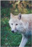 Toronto Zoo 1006-2 - Gray Wolf