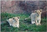 Toronto Zoo 1016 - Lion cubs
