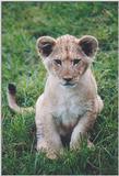 Toronto Zoo 1016-2 - Lion cub