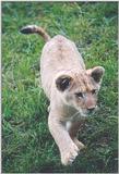 Toronto Zoo 1017 - Lion cub